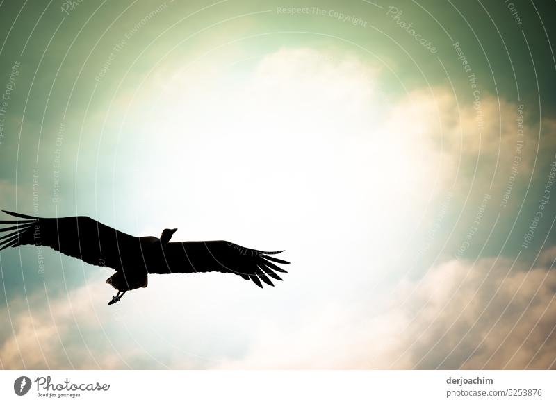 Spuren / Lautlos und Majestätisch schwebt der Storch über dem Fotografen hinweg.. Storch im Flug Vogel Natur Flügel Tierwelt Schnabel Vogel im Flug