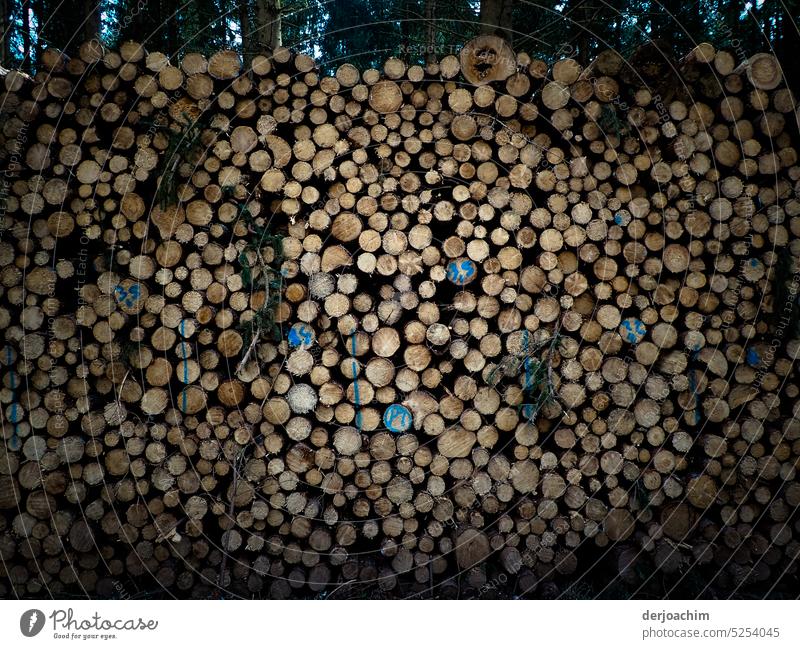 Das geschlagene Holz steht zum Abtransport bereit im Wald. Natur Außenaufnahme Baum Bäume Farbfoto Umwelt Tag grün Forstwirtschaft Landschaft Baumstamm Nutzholz