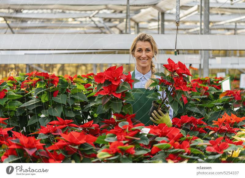 glückliche Gärtnerin mit Weihnachtssternblüten im Gartencenter Ackerbau Azubi Ausbildung Sortiment Arbeiter Pflege führen Kultur Versand Mitarbeiter