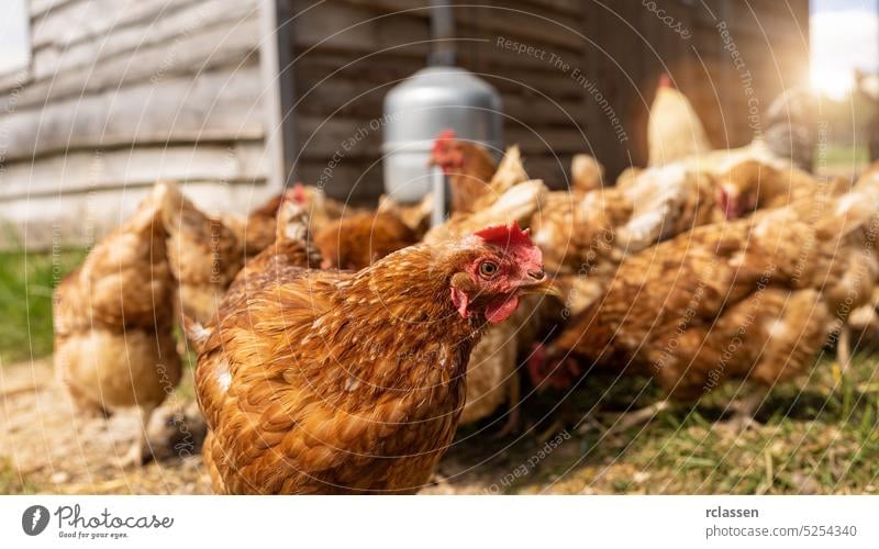 Rote Hühner auf einem Bauernhof in Deutschland. Hühner in einem Freilandbetrieb. Hühner auf dem Bauernhof mit Wasserspender Ei Industrie Biobauer wild Ambitus