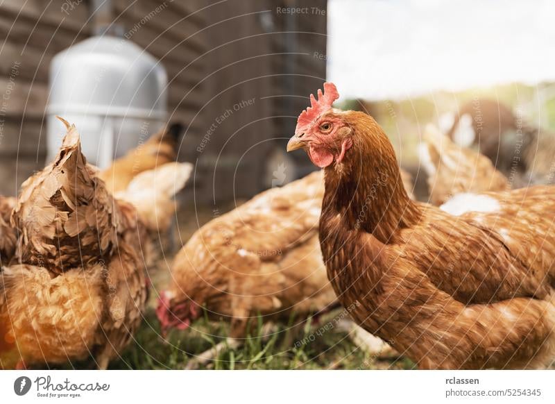Hühner im Hühnerstall. Hühner im Biobauernhof. Hühner im Hühnerstall. Hühner auf dem Bauernhof an einem sonnigen Tag Ei Industrie wild Ambitus außerhalb Ostern