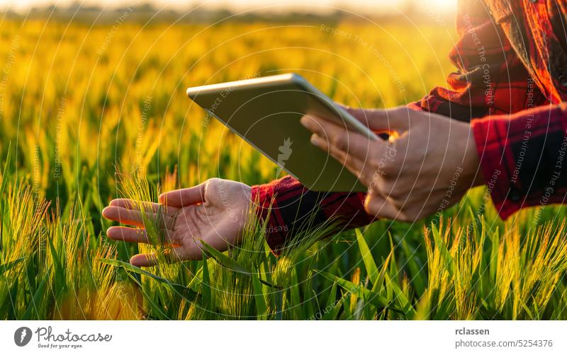 Landwirt auf einem Feld während der Ernte mit Tablette bei der Kontrolle Frau ländlich Business Sommer Arbeit Ackerbau Management schön schreibend Saison Korn