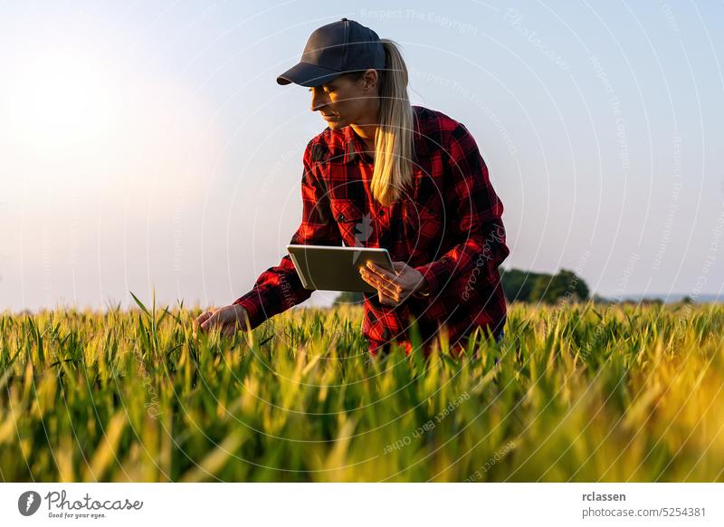 Frau Landwirtin untersucht das Feld von Getreide und macht Controlling mit Tablet. Smart Farming und digitale Landwirtschaft Konzept Bild ländlich Business