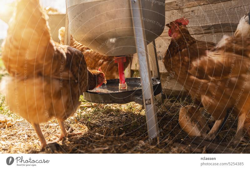 Hühner trinken aus einem Wasserspender auf einem Bauernhof. Hühner in einem Freilandbetrieb. Hühner auf dem Bauernhof. Ei Industrie Biobauer wild Ambitus