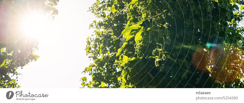 Hopfenfeld, blauer Himmel und Sonnenlicht Bannergröße Textfreiraum schwofen Bauernhof Pflanze Garten grün Transparente Blume Wachstum Lebensmittel Natur Blatt