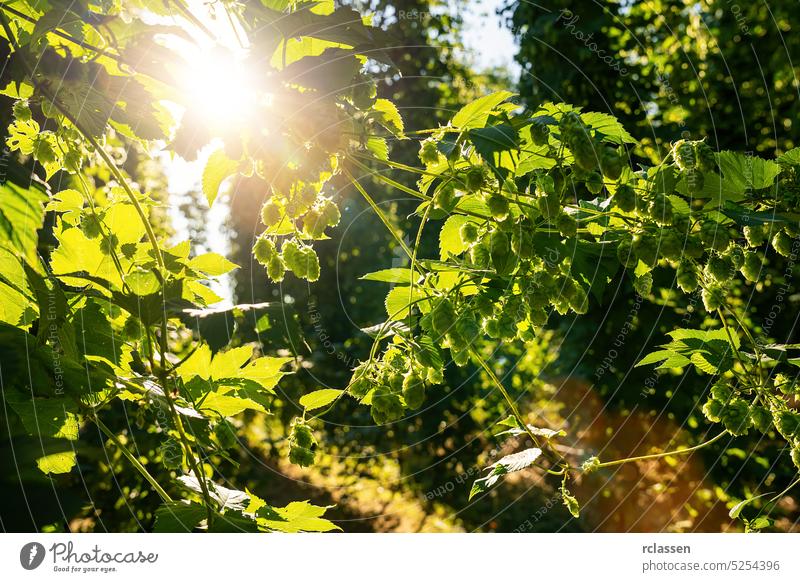 Grüne Hopfendolden an einem sonnigen Tag, Deutschland. Große Hopfenpflanzen im weltgrößten Anbaugebiet für Hopfen schwofen Bauernhof Pflanze Garten grün