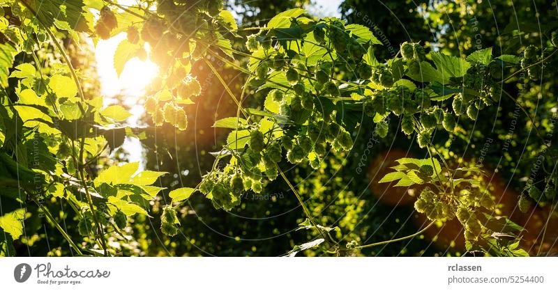 Hopfenzapfen und Blätter. Große Hopfenpflanzen im weltgrößten Anbaugebiet für Hopfen, Deutschland, Banner schwofen Bauernhof Pflanze Garten grün Transparente