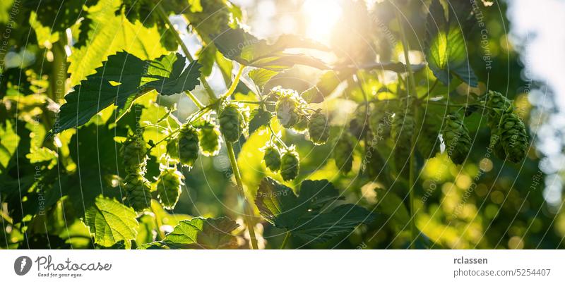 Grüne frische Hopfenzapfen für die Herstellung von Bier und Brot in Großaufnahme, landwirtschaftlicher Hintergrund. schwofen Bauernhof Pflanze Garten grün