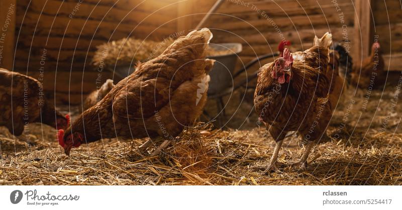Hühner in einem Hühnerstall in einer Gruppe von Hühnern auf einem Biohof. Hühner im Hühnerstall. Hühner im Hühnerstall auf einer Hühnerfarm. Ei Industrie