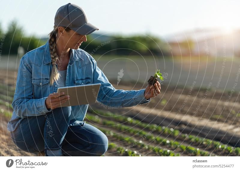 Landwirt arbeitet mit Tablette auf einem frischen Kohlfeld und hält Sämling. Agronom mit Tablette studiert jungen Sämling von Kohl auf dem Feld. Gartenarbeit und hausgemachte Lebensmittel Konzeptbild.