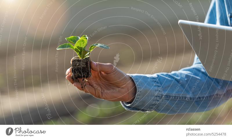 Gärtnerin hält Kohlsämling mit Wurzeln und Tablette in den Händen. Pflanzt und untersucht Kohlsamen. Ökologischer Landbau, Gartenarbeit und hausgemachte Lebensmittel Konzeptbild.