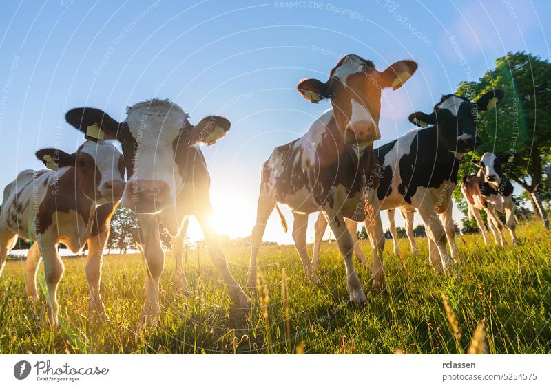 Kühe grasen auf einem Bauernhof bei Sonnenuntergang. Weiße und schwarze und braune Rinder fressen und gehen im Freien. Kuh Weide Rindfleisch Feld Ackerbau