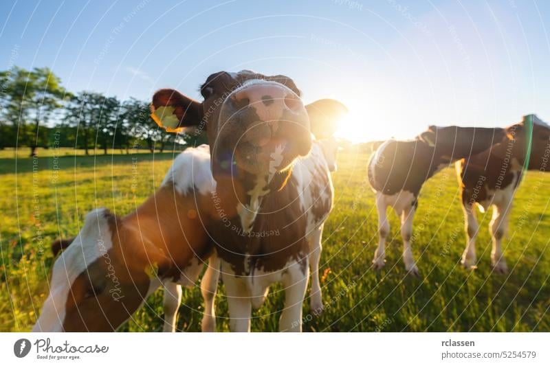 Kühe auf dem Feld, eine Kuh schaut in die Kamera während des Sonnenuntergangs am Abend in Deutschland Weide Rindfleisch Ackerbau Bauernhof männlich Natur