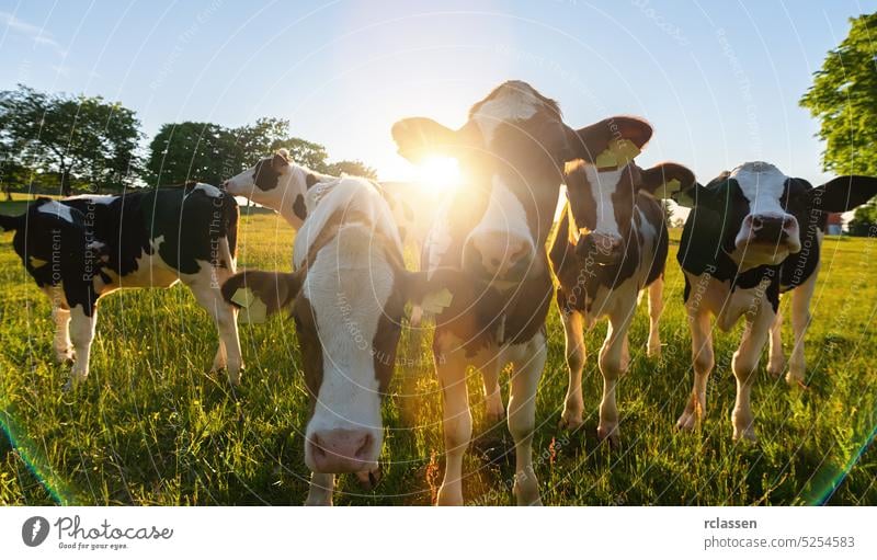 Eine Gruppe von Kühen versammelt sich bei Sonnenuntergang auf einem Feld in den Niederlanden. Kuh Weide Rindfleisch Ackerbau Bauernhof männlich Natur