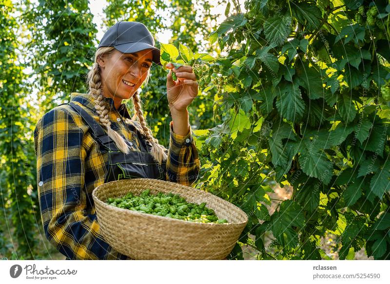 Bäuerin hält Korb mit Hopfen der diesjährigen Hopfenernte auf dem Feld in Bayern Deutschland. schwofen Ernte Frau Person Landwirt Besichtigung