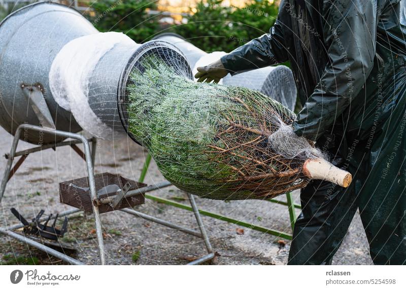 ein Mann, der einen frisch gepflückten Tannen- oder Weihnachtsbaum durch eine Röhre zieht, um ihn auf einem Weihnachtsmarkt in ein Netz zu wickeln umhüllen Tube