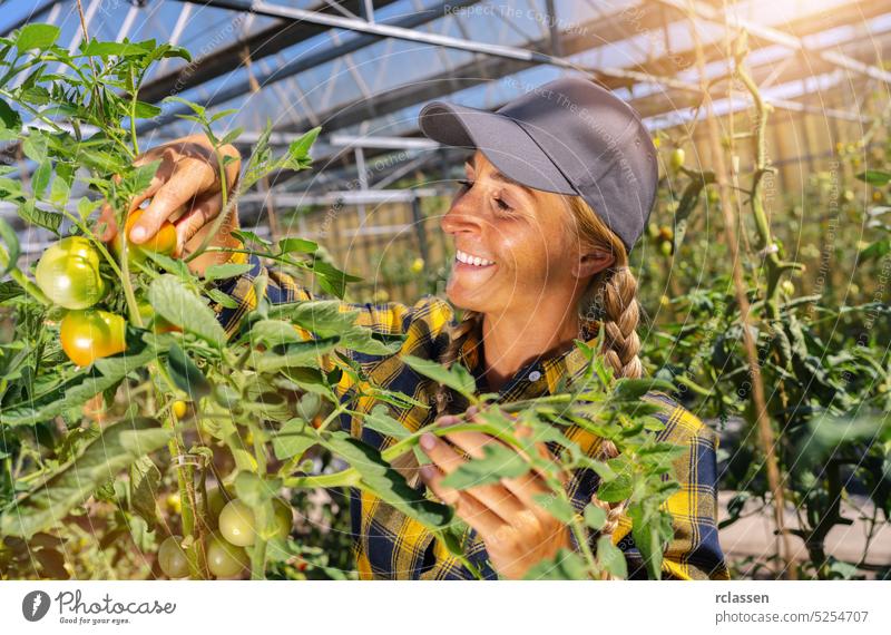 Freundliche Bäuerin erntet frische Tomaten bei der Arbeit im Gewächshaus. Landwirt Frau Ackerbau Arbeiter Bauernhof Mädchen Garten Frauen Lebensmittel Blatt