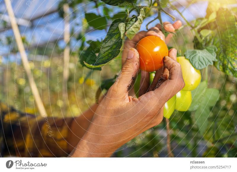 Landwirt erntet Tomaten im Gewächshaus. Frauenhände pflücken frische Tomaten. Biologischer Garten. Erntesaison auf dem Bauernhof Ackerbau Arbeiter Mädchen