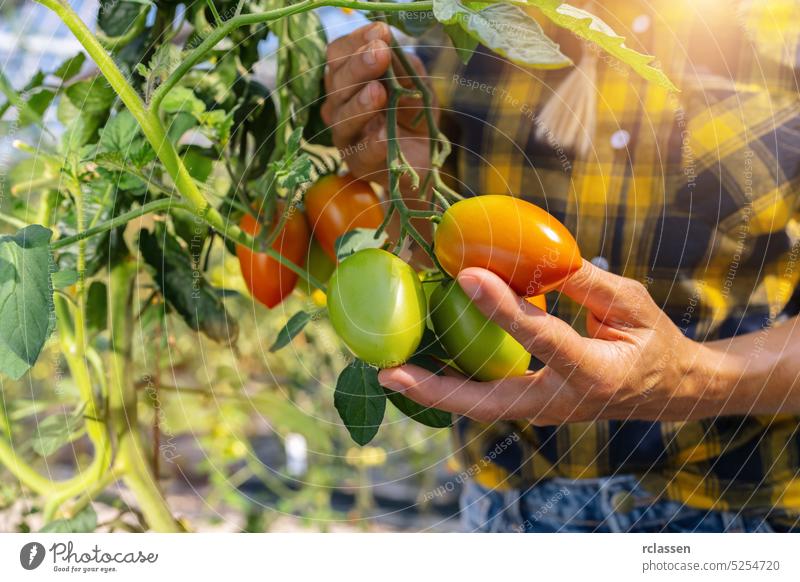 Landwirt erntet Tomaten. Frauenhände pflücken frische Tomaten. Biologischer Garten. Erntesaison auf dem Bauernhof Ackerbau Arbeiter Mädchen Lebensmittel Blatt