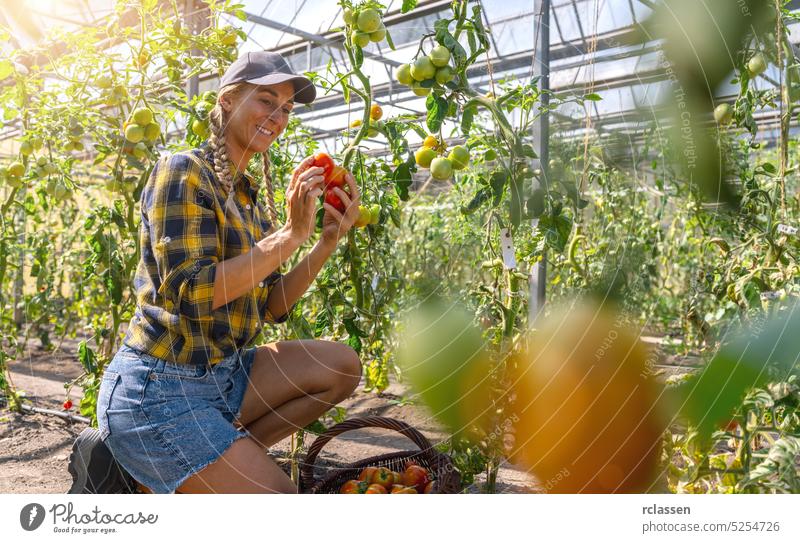 Biobäuerin bei der Kontrolle der Tomaten in einem Gewächshaus. Gewächshaus mit Tomaten, Gesunde Lebensmittelproduktion. Landwirt Frau Ackerbau Arbeiter