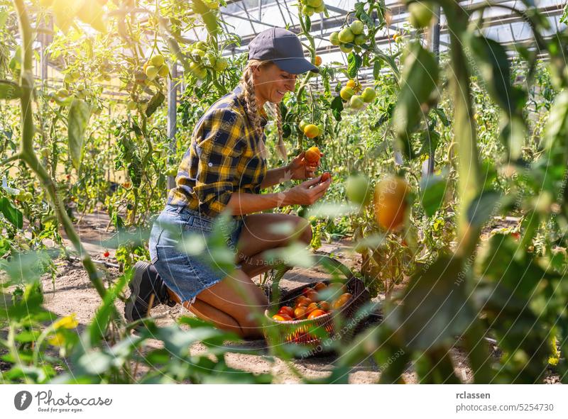 glückliche Bäuerin arbeitet im Gewächshaus, erntet Tomaten und trägt sie in einem Korb. Gesunde Lebensmittelproduktion Konzept Bild Landwirt Frau Ackerbau