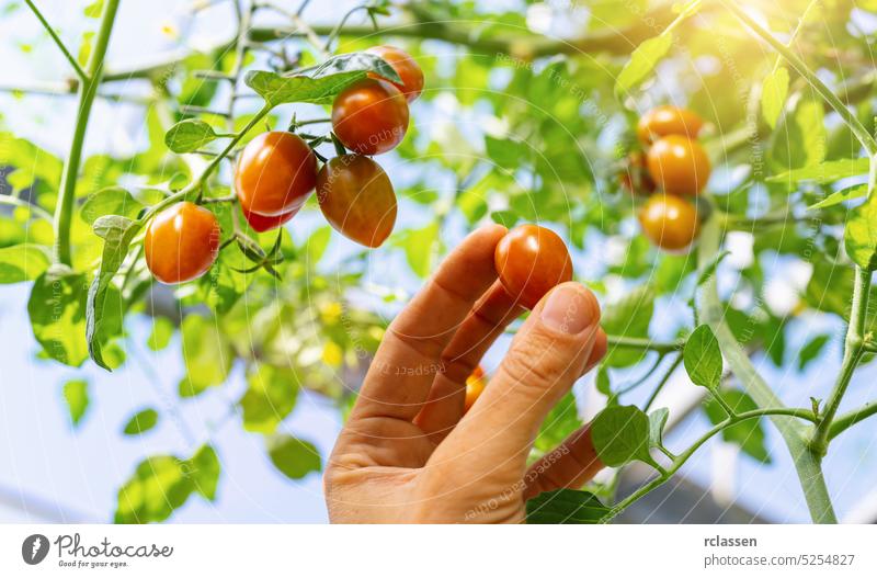 Landwirt erntet kleine Tomaten im Gewächshaus. Frauenhände pflücken frische Mini-Tomaten. Biologischer Garten. Erntesaison auf dem Bauernhof führen Ackerbau