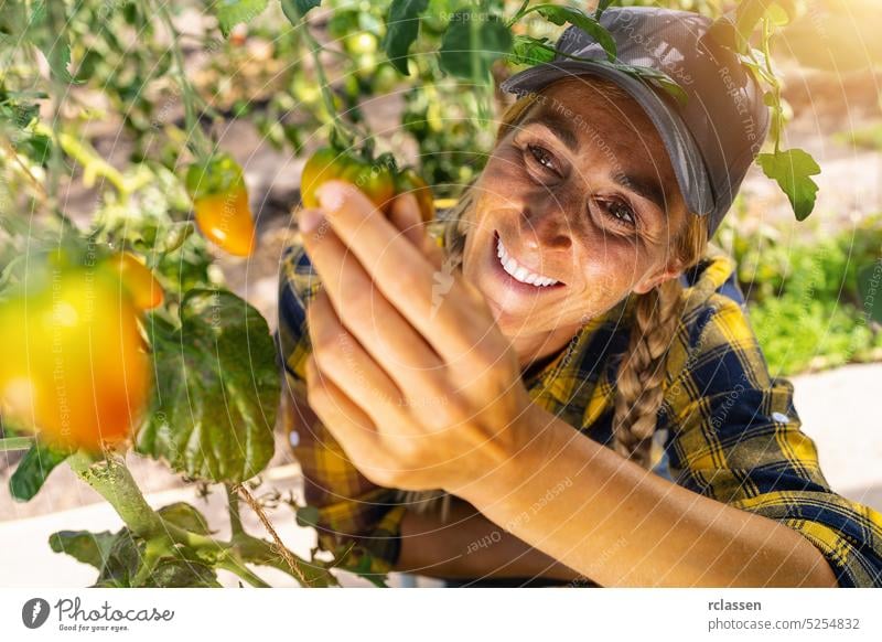 Junge lächelnde Landwirtin bei der Arbeit, Ernte von kleinen Tomaten im Gewächshaus. Frau Ackerbau Arbeiter Bauernhof Mädchen Garten Frauen Lebensmittel frisch