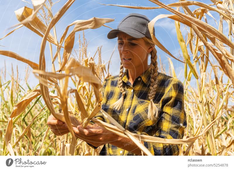Landwirt kontrolliert die Qualität nach der Trockenheit vor der Ernte. Agronom im Maisfeld. Landwirtschaftliche Tätigkeit und Klimawandel Konzept Bild Landfrau