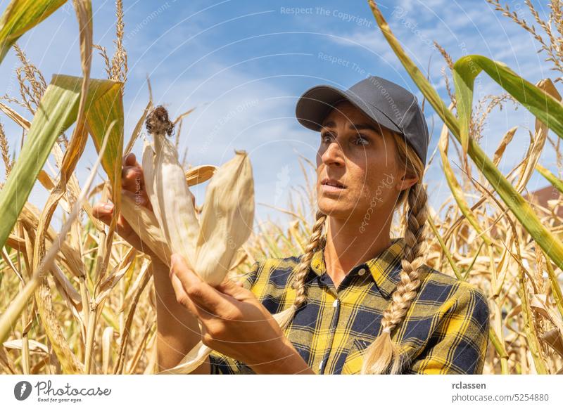 Landwirt beobachtet schockiert einen Maiskolben in einem Maisfeld nach einer schrecklichen Dürre. Klimawandel Konzept Bild Landfrau Management Ackerbau