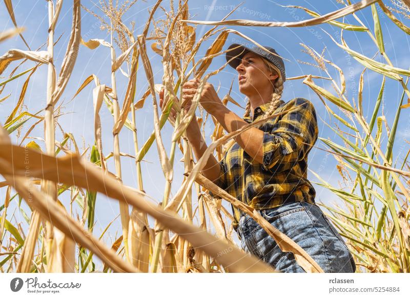 Landwirt kontrolliert Maiskolben nach extremer Trockenheit in einem Maisfeld Landfrau Management Dürre Ackerbau Landwirtschaft Natur Wachstum Arbeiter Wetter
