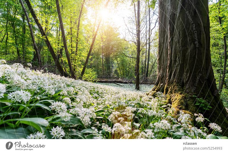 Bärlauchfeld in einem Buchenwald frisch im Freien Bäume allium ursinum aromatisch Hintergrund Biografie Blütezeit Überstrahlung Blühend botanisch Flora Blume