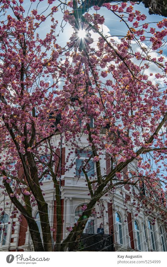 Japanische Kirschblüte Blütezeit Bonn Kirschblüten Straßenszene Bonner Altstadt Blendenstern Kirschbaum Frühling Blütenknospen Tageszeit Blütenstand
