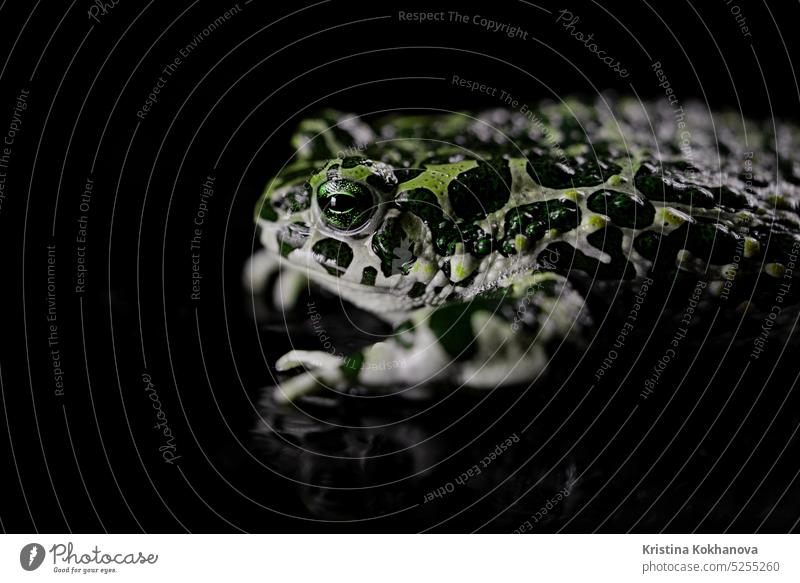 Erstaunlicher tropischer Frosch oder Kröte in Nahaufnahme. Natterjack atmet und schaut in die Kamera. Wilde Dschungel-Amphibien blinzeln mit den Augen, rühren die Nasenlöcher, Makro.