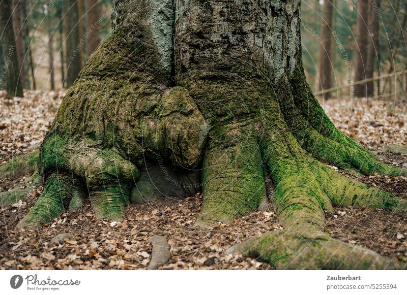 Fuß eines Baumes mit mächtigen Wurzeln und Moos im Laubwald stammfuß moos knorrig knolle laub laubwald Natur Wald walden waldbaden ruhig kräftig stabil geerdet