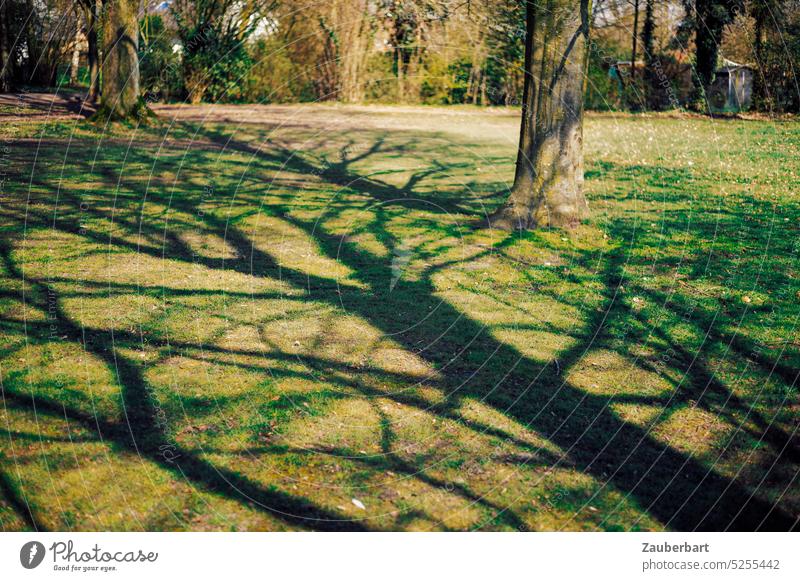 Dramatischer Schattenwurf eines Baumes in der Frühlingssonne im Park auf grüner Wiese dramatisch sonnig Gras Sonnenlicht Landschaft Stadtpark