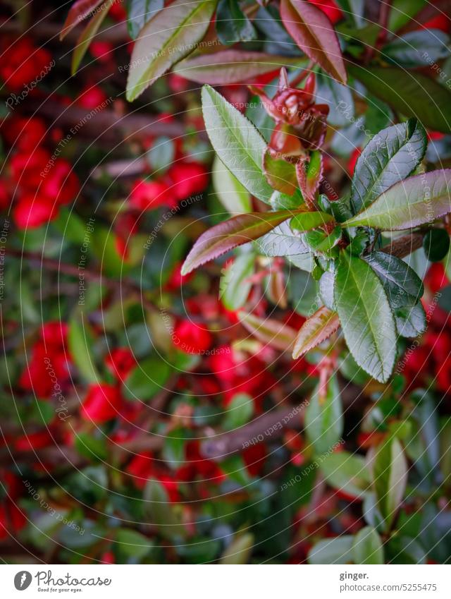 Blühender Busch - Lensbaby Farbe Blütenpflanze hübsch rot schön Blütenknospen Schwache Tiefenschärfe Nahaufnahme Außenaufnahme Blume Detailaufnahme Frühling