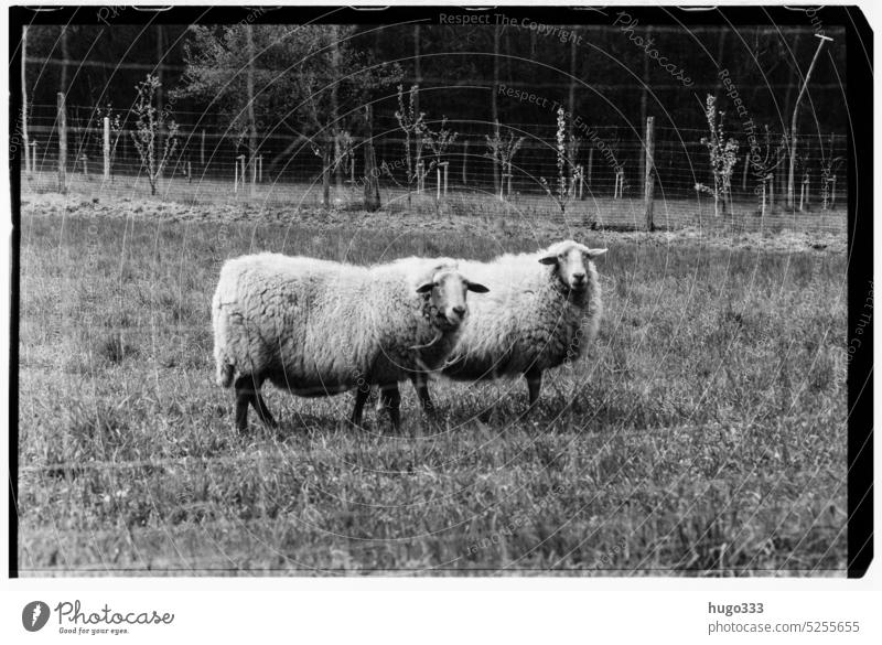Schafe schwarzweiß Wolle Schafherde Tiergruppe Wiese Nutztier Natur Landschaft Außenaufnahme Menschenleer Weide Landwirtschaft Schwarzweißfoto Schafswolle