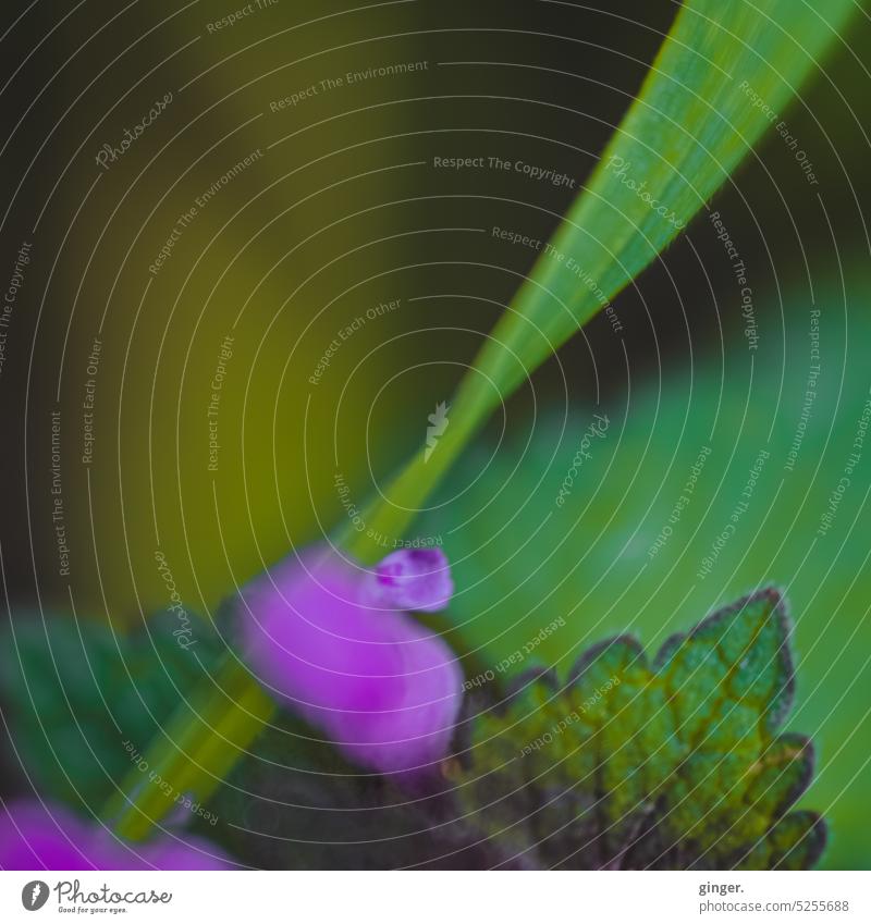 Pflanzendetail - Lensbaby Makro magisch Unschärfe natürlich zart Blätter klein ästhetisch Tag grün Natur Blühend Farbfoto Menschenleer Frühling Detailaufnahme