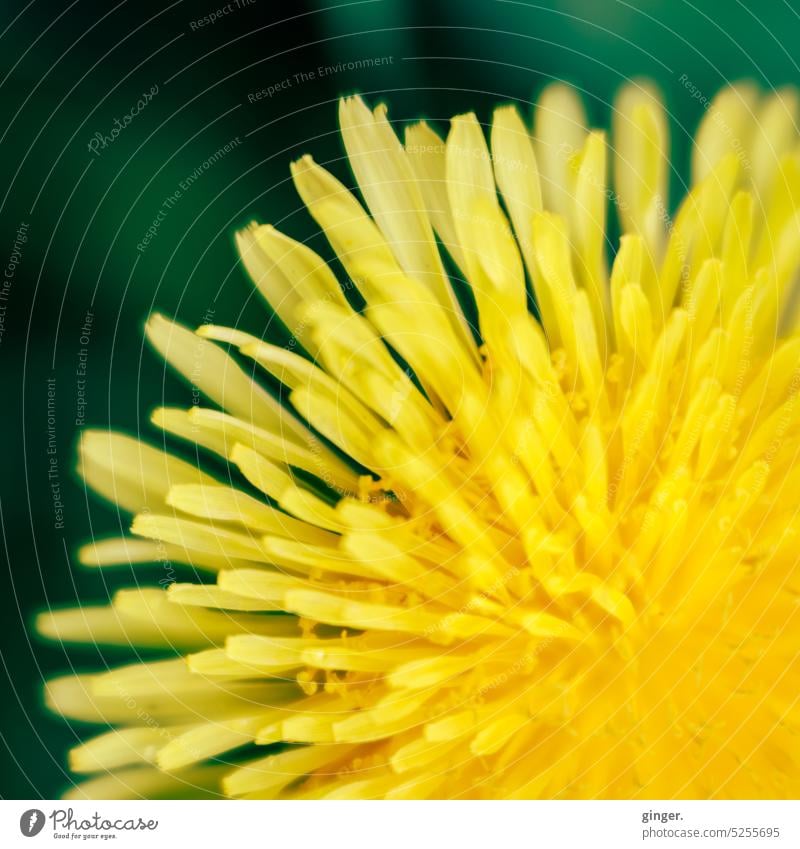 Leuchtende Blütenblätter - Lensbaby Makro gelb länglich strahlenförmig Pflanze Nahaufnahme Farbfoto Frühling Natur Außenaufnahme grün Detailaufnahme