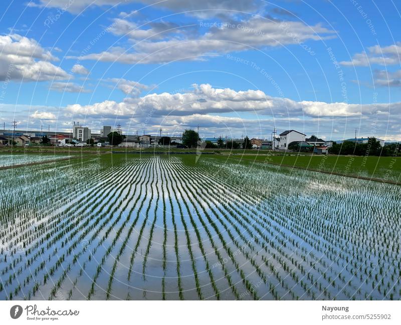 Eine malerische Himmelsspiegelung auf einem schimmernden Reisfeld. Reflexion & Spiegelung Bildhintergrund malerische Landschaft Asien reisen Reisefotografie