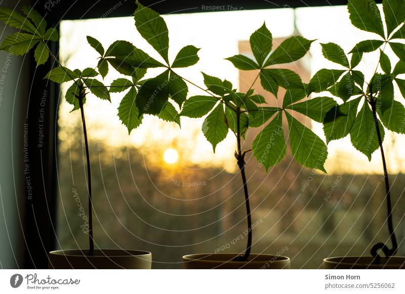 Zimmerpflanzen im Sonnenaufgang Photosynthese Bonsai Kastanie Symbiose Anfang Neubeginn Neustart aufwachen Wachstum lebendig Grünpflanze Blätter Fenster
