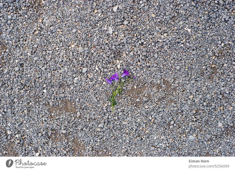 Blume auf Schotter Boden Grundversorgung Versiegelung Lebensgrundlage Umwelt Kieselsteine Kontrast Natur Farbfleck Pflanze trist einsam Einsamkeit