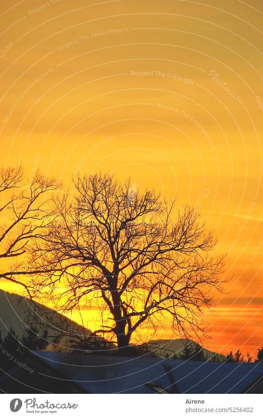 Schönwetterbot' Abendrot Abendhimmel Baum Berg Gegenlicht Himmel gold Silhouette flammend Sonnenuntergang Geäst romantisch brennend Abenddämmerung Zweige