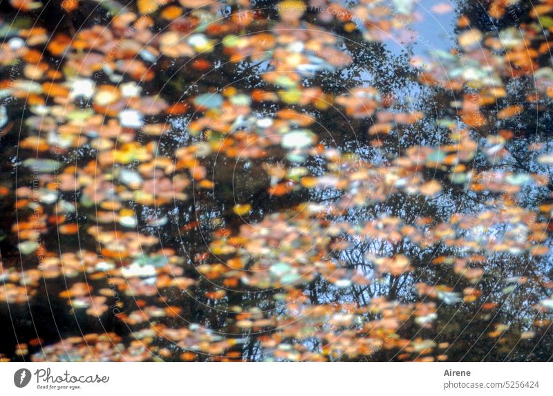 oberflächlich hingeblättert Herbst Herbstlaub Natur Pflanzen Spiegelung Teich Wasser Reflexion & Spiegelung Blatt herbstlich See Baum Wasseroberfläche