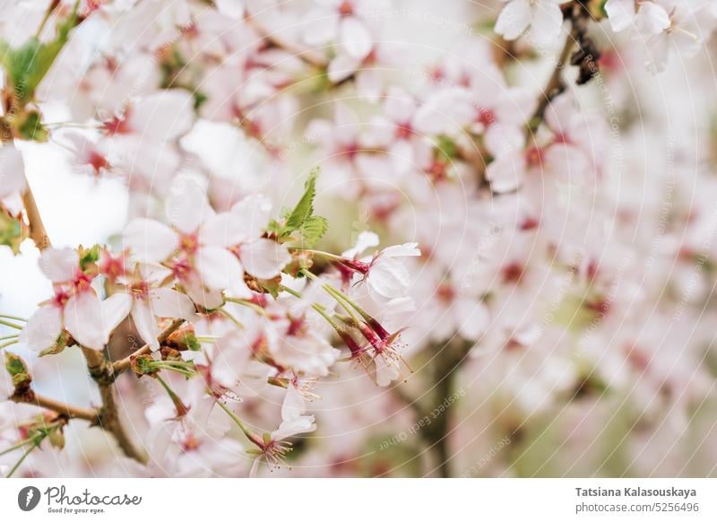 Selektiver Fokus auf die üppig blühende Japanische Kirsche Prunus nipponica Miyabe M.Hiroe Brilliant im April in Hülle und Fülle Überstrahlung Blütezeit