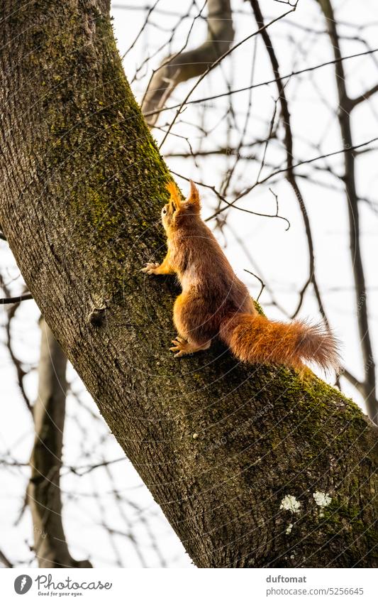 Eichhörnchen klettert Baumstamm hinauf Nagetiere braun Säugetier klein Wildtier niedlich Tier Natur Fell Außenaufnahme süß Schwanz Wald Fressen Tierporträt