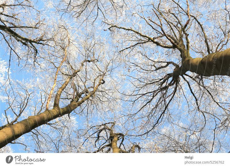 Froschperspektive | kahle Bäume mit Raureif vor blauem Himmel Winter Baumstamm Frost Kälte Natur Außenaufnahme kalt Umwelt Äste und Zweige Menschenleer