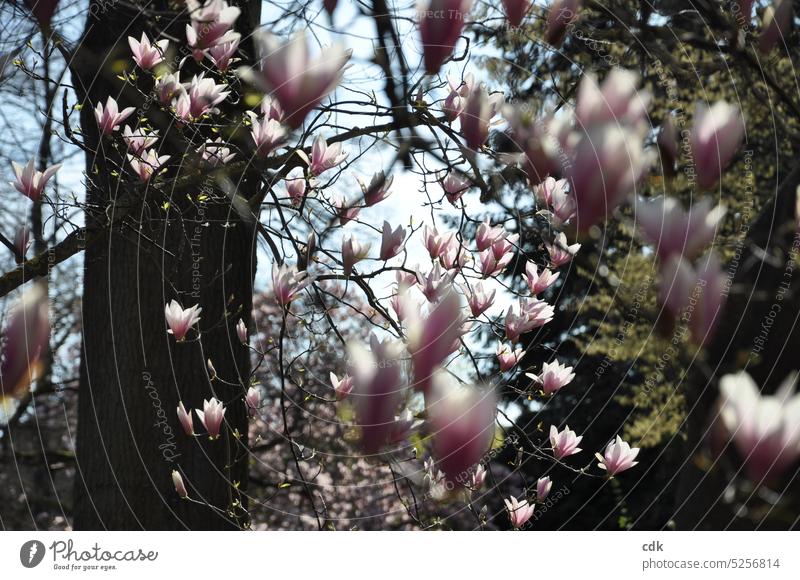 Blütenzauber & Frühlingserwachen. | Magnolie im Gegenlicht. Magnolienblüte Magnolienbaum Blühend Natur rosa Pflanze Baum Wachstum natürlich Blume Menschenleer