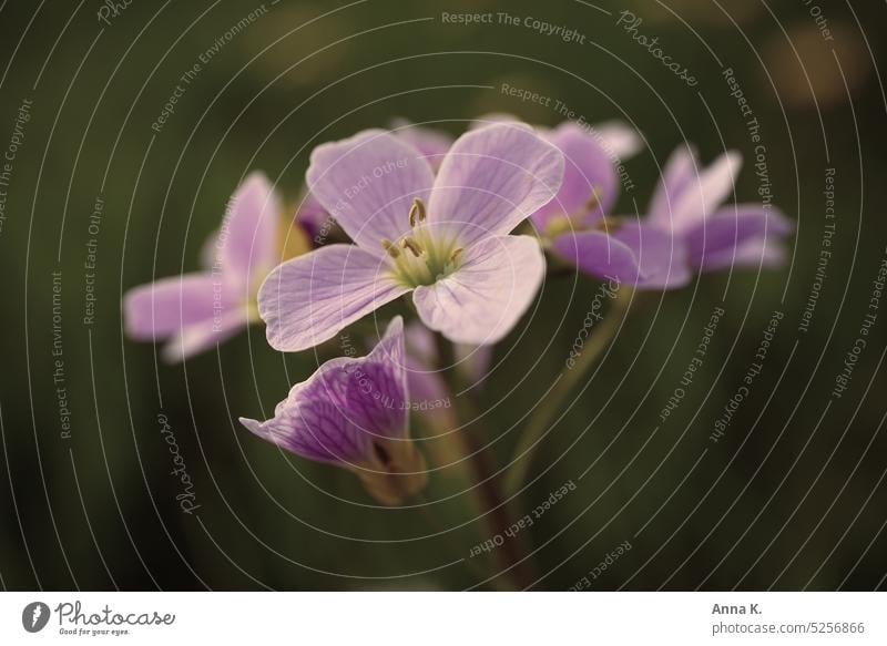Leuchtender Frühlingsbote - das Wiesenschaumkraut Cardamine pratensis L Pastellton lilarosa zart zarte Blüten zarte Blumen Frühlingsgefühl Frühlingsblumen