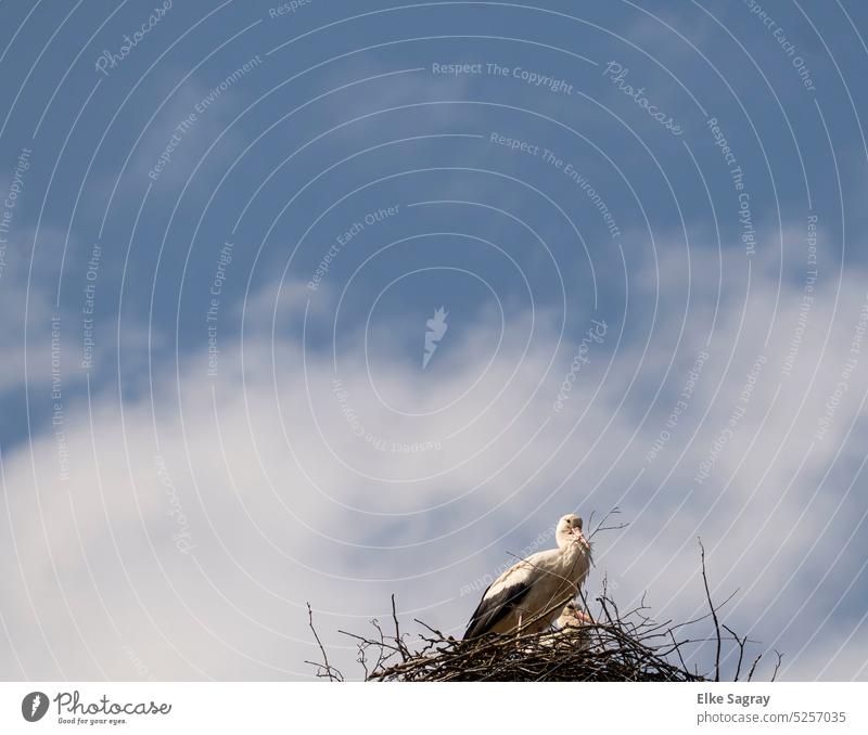 Zwei Störche im Nest - dem Himmel ein Stück näher Menschenleer Schönes Wetter Umwelt Storchenpaar Storchennest Farbfoto Natur Weißstorch Tierporträt